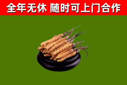 敦煌回收散虫草